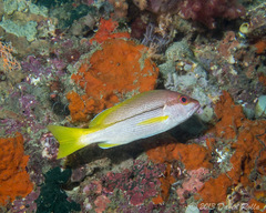 Lutjanus vitta