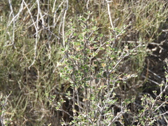 Cercocarpus fothergilloides