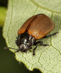 Chrysomela crotchi