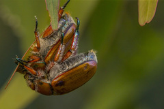 Anoplognathus hirsutus