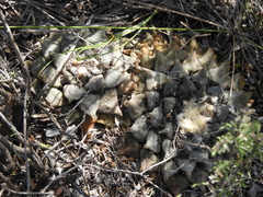 Ariocarpus retusus retusus