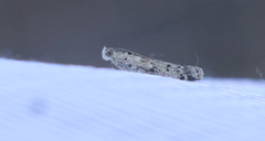 Ancylosis undulatella