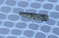 Ancylosis undulatella