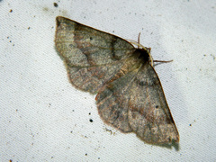 Metarranthis duaria