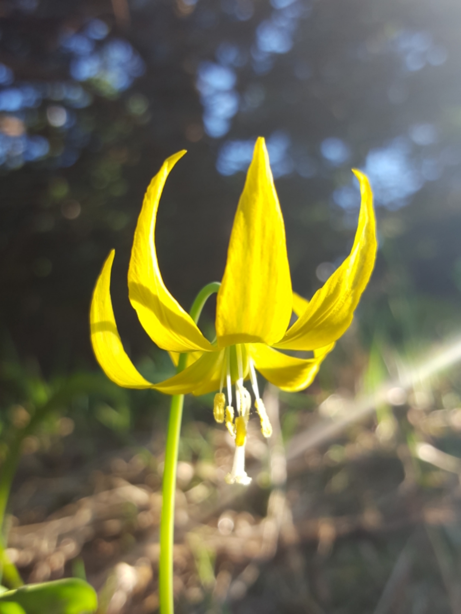 Erythronium grandiflorum ssp. grandiflorum