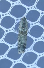 Ancylosis undulatella