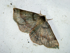 Metarranthis duaria