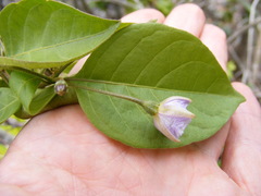Lycianthes stellata