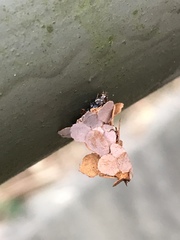 Pagodiella