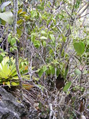Lycianthes stellata