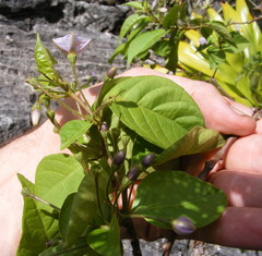 Lycianthes stellata