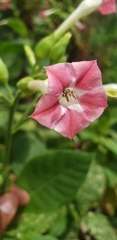 Nicotiana tabacum