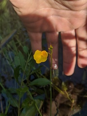 Utricularia intermedia