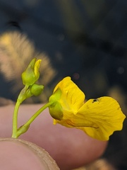 Utricularia intermedia