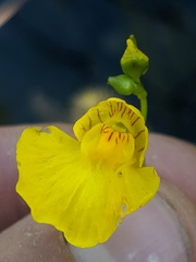 Utricularia intermedia