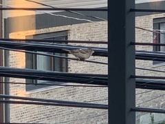 Passer domesticus