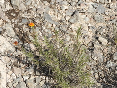 Zinnia juniperifolia