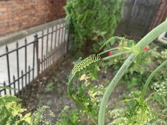 Papilio polyxenes