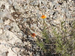 Zinnia juniperifolia