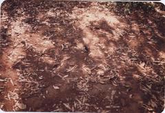 Eopsaltria georgiana