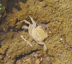 Cyrtograpsus