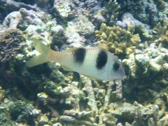 Parupeneus crassilabris