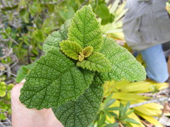 Varronia clarendonensis