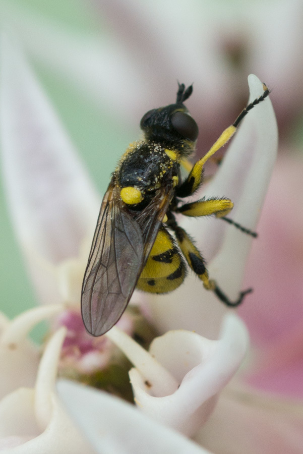 Dalmannia