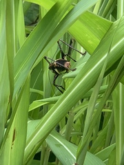 Paratlanticus ussuriensis