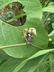 Paratlanticus ussuriensis