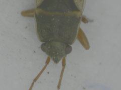 Malezonotus