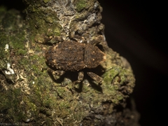 Poropterus bisignatus