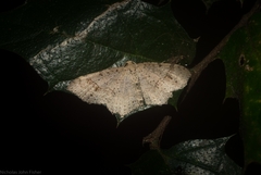 Minoa euthecta