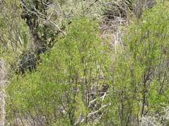 Fraxinus greggii
