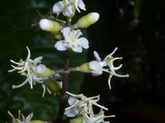 Miconia gracilis