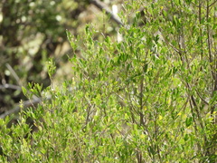 Fraxinus greggii