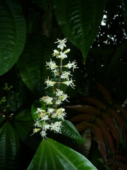 Miconia gracilis