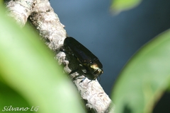 Colobogaster