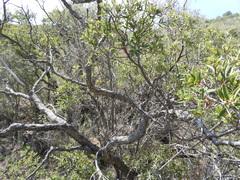 Quercus pringlei
