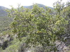 Quercus pringlei