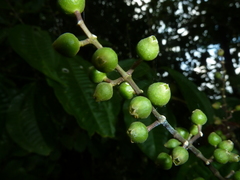 Miconia gracilis
