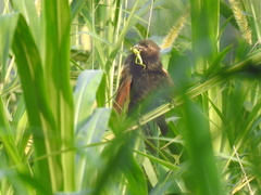 Centropus bengalensis