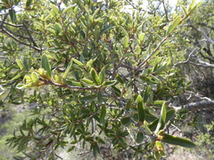 Quercus pringlei