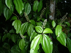 Miconia gracilis