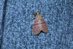 Miltochrista arcuata