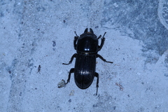 Figulus binodulus