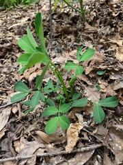Arachis hypogaea