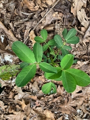 Arachis hypogaea
