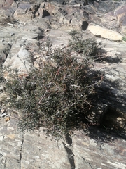 Pseudanthus orbicularis