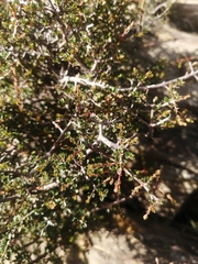 Pseudanthus orbicularis